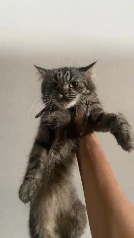 Kucing persia medium betina