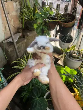 KELINCI HIAS BERBAGAI JENIS