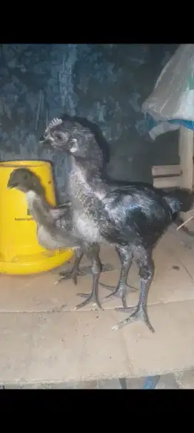 Anak ayam pelung super jumbo sepasang, bisa diantar