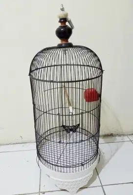 Sangkar burung Lovebird