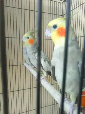 Burung Falk Australi 2 pasang