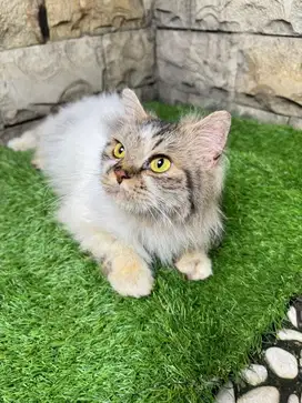 Kucing Persia Himalaya 1