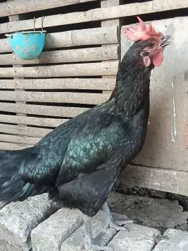 Ayam pelung indukan
