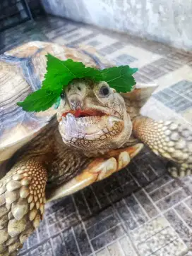 Kura-kura sulcata Betina Dewasa