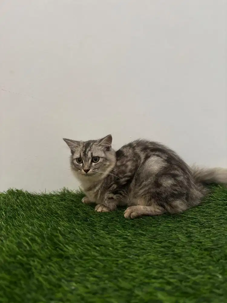 Kucing persia bulu halus