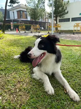 Border Collie - Anjing Ras