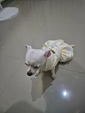 ADOPT FREE ANJING CHIHUAHUA BETINA JANTAN