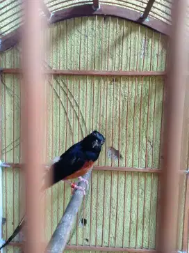 Murai Batu Medan