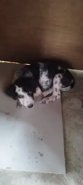 Dijual anjing 400.000 umur 3 bulan