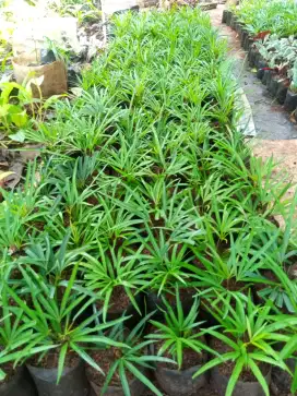 Bibit tanaman hias ararea, pohon hias, tukang taman, proyek taman