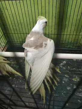 Burung falk Australia