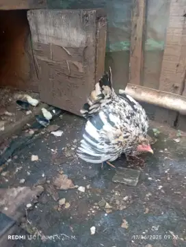 Biang ayam kampung bawa anak 9