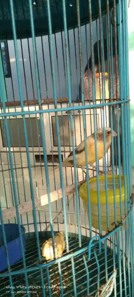 Burung kenari loper
