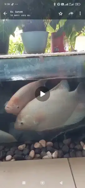 Ikan gurame padang 4 ekor jumbo