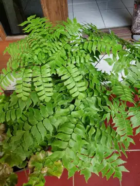 Tanaman rumah_Maidenhair fern