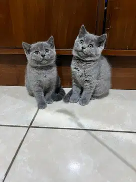 KUCING BRITISH SHORTHAIR (BSH) KITTEN