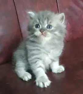 Lepas Adopsi Kitten Persia Betina