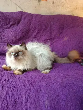 Kucing himalaya ragdol Scottish fold bsh persia munchkin peaknose