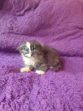 Kucing Scottish fold bsh persia munchkin Himalaya peaknose ragdol