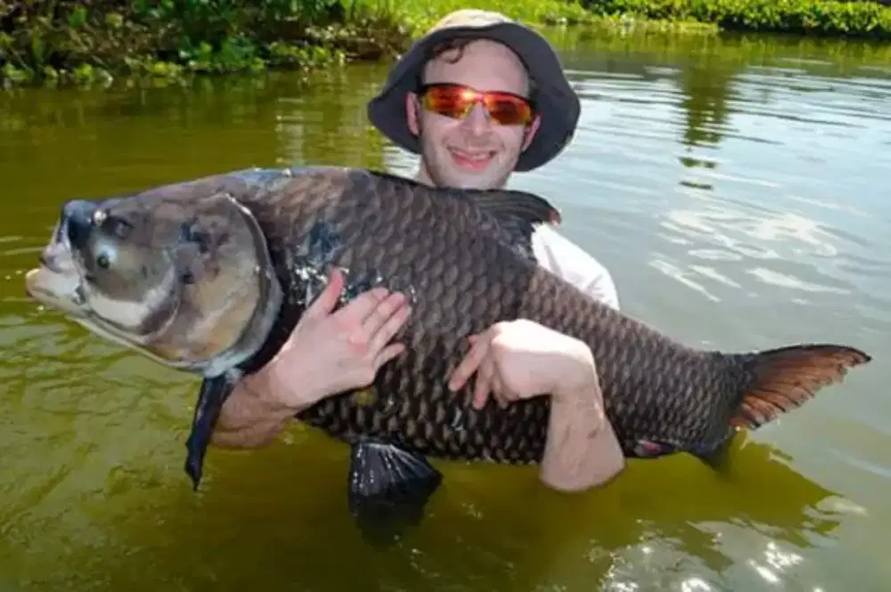 Ikan Giant barb