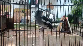 kacer betina siap ternak