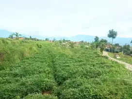 Jual Tanah Murah Pinggir jalan desa area Cimaung Puntang