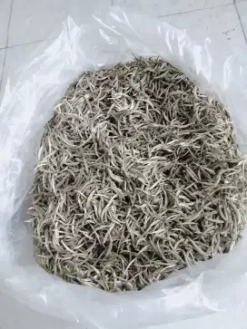 Teh putih / white tea premium quality