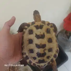 Kura tortoise Russian
