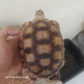 Kura kura Tortoise Sulcata 18 cm
