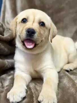 DIJUAL ANJING LABRADOR RETRIEVER