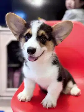 DIJUAL ANJING WELSH CORGI
