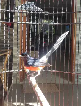 Burung murai batu ternakan