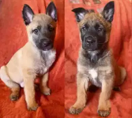 DIJUAL ANJING BELGIAN MALINOIS