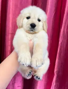 DIJUAL ANJING GOLDEN RETRIEVER