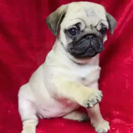 DIJUAL ANJING PUG