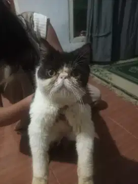 Exotic extreme peaknose jantan
