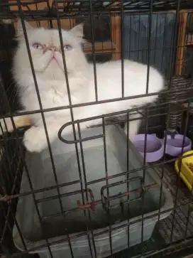 Kucing peaknose extreem proven