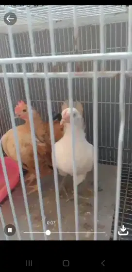 Ayam kate serama irama