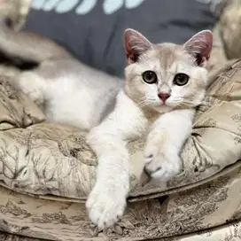 KUCING BSH GOLDEN PED