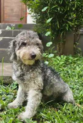 INDUKAN SILVER POODLE LOOP