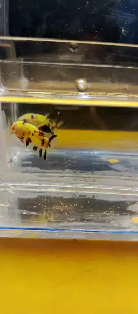 Plakat glowfish multi