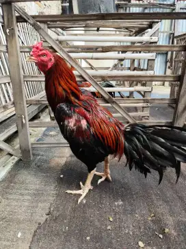 Ayam bangkok lumayan