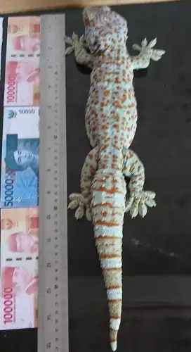 Tokek rumah dan Gecko