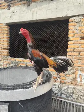 Ayam Bangkok speed super lock