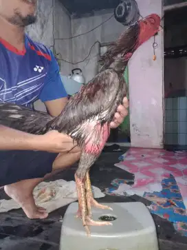 Pakhoy brakot vidio WA