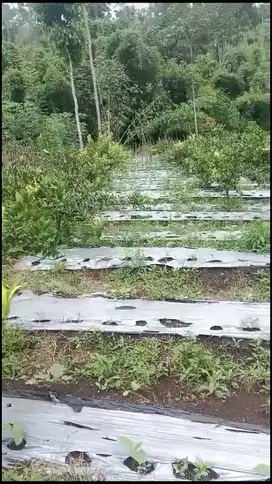 Kebun Jeruk Murah Poncokusumo Malang