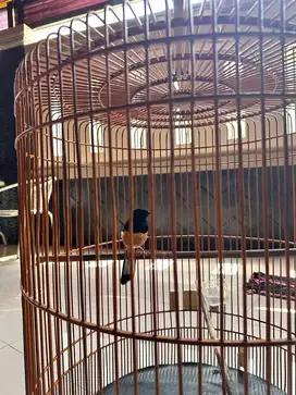 Burung murai batu