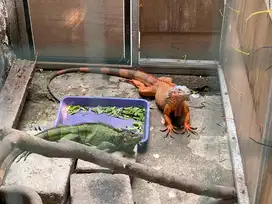 Iguana red dan green
