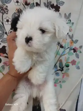 Anjing Poodle mix jantan muka Teddy Bear