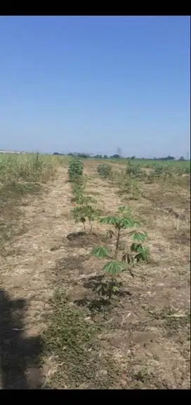 Dijual Tanah Sawah Di Mojoagung Jombang